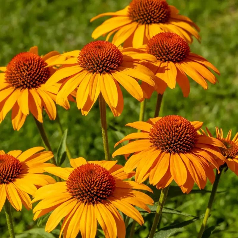 Prairie Coneflower Seeds - Verdseeds